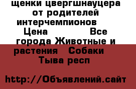 щенки цвергшнауцера от родителей интерчемпионов,   › Цена ­ 35 000 - Все города Животные и растения » Собаки   . Тыва респ.